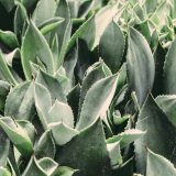 Aloe vera, un aliado natural para cuidar la piel